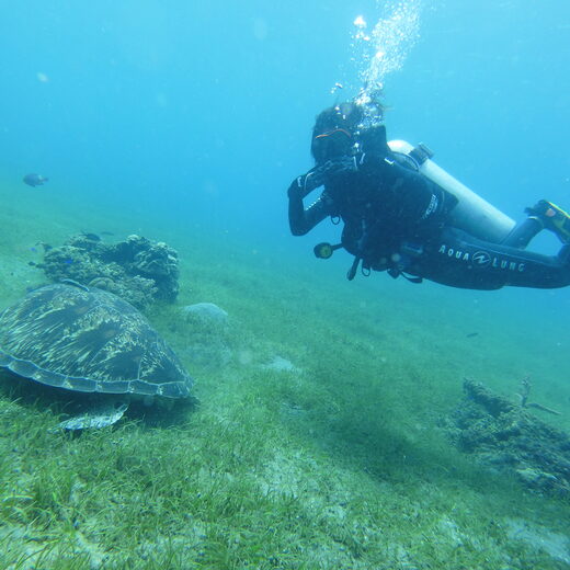 Diver beside a green turtle on seagrass