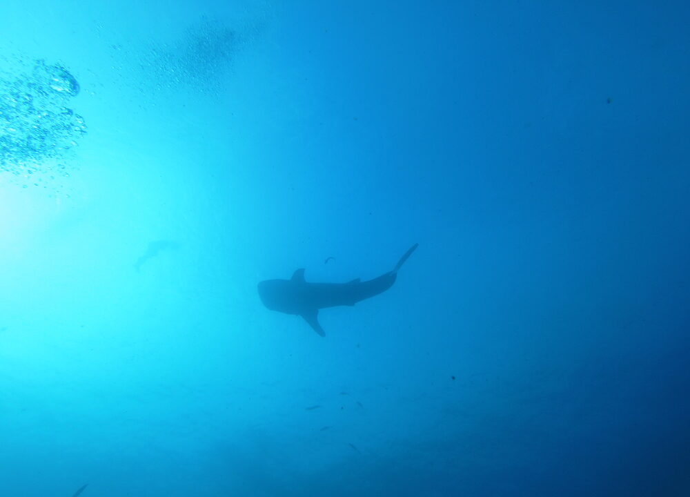 Whale shark passing in the blue
